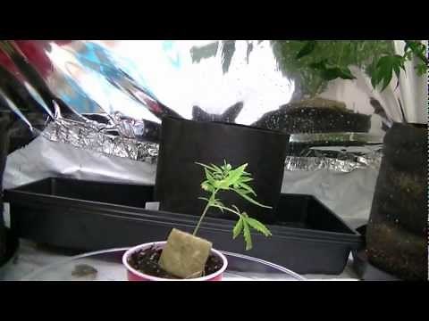 how to trans plant into soil
