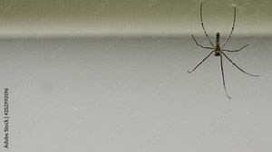 the spider sits in its web and catches flies and other insects