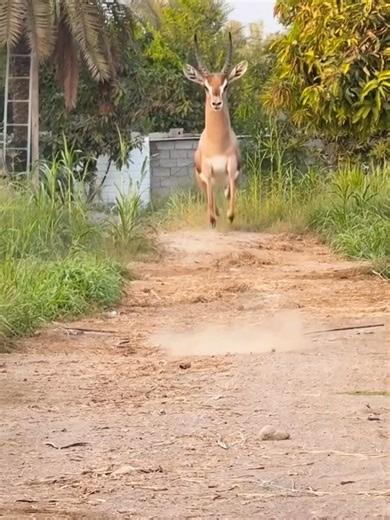 Amazing Wonderful sounds Nature #animalworld #nature #sounds #amazing #foryoupage