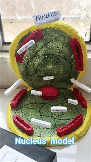 💯💯nucleus model for science project 💯💯