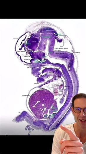 Dr. Michael Narvey, a NICU Pediatrician, provides us with a rare glimpse into the incredible development of a nine-week-old baby via MRI—an image rarely seen before! Look at all that detail! Credit: Dr. Narvey @nicu_musings At just nine weeks, your baby is showing remarkable development and beginning to look more and more human. Let’s take a moment to reflect on the intricate details of this stage: ✨ Your baby’s tiny heart is now fully divided into four chambers, with valves starting to form. ✨ 