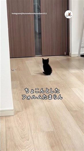 ちょこんとしたフォルムたまらん｜PECO