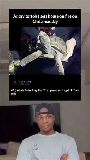 Angry tortoise sets house on fire