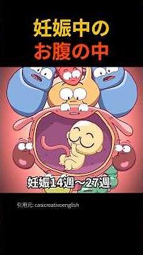 Inside the pregnant belly