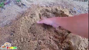 1.3M views · 15K reactions | Car Toy Rescue Pretend Play with Animal Toys Activity | Kudo And Toys | Facebook