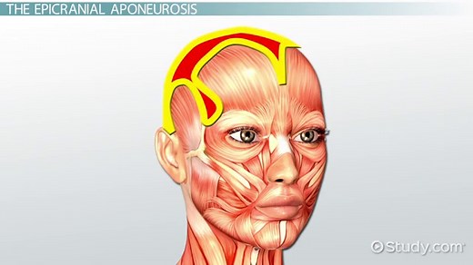 Aponeurosis Definition, Function & Examples