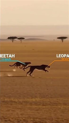 Speed Battle: Cheetah vs Leopard! #animals #wildanimals