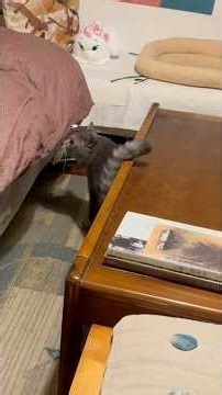 今夜は下で寝ることになり.. お布団をセットすると.. 早速中に潜り込んで寝心地を確かめる猫… #かぜのねこ #cat #保護猫 #風の猫 #さっちゃん