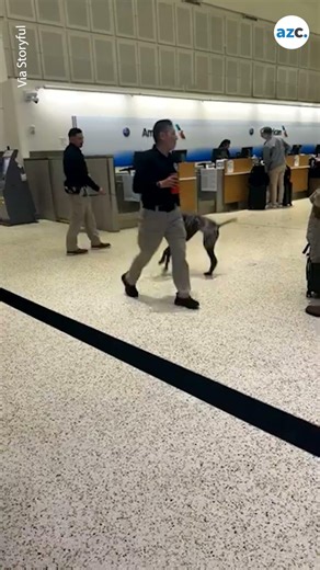 Overjoyed airport sniffer dog cheers up travelers