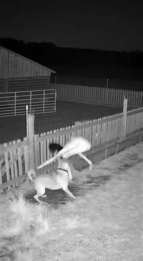 The Dog Saw It First — CCTV Footage