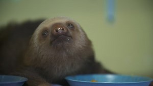 Close-up low-angle portrait still shot of a two-toe orphaned cute baby sloth starring and resting after eating from a plate on table covered by a clean white comfy towel, Sanctuary, Costa Rica