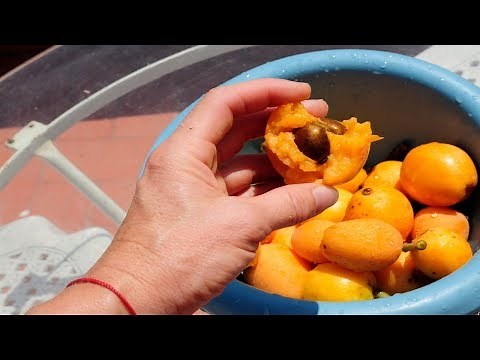 Para Que Sirve El Nispero - Propiedades Y Beneficios Del Níspero