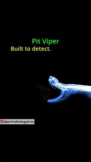 Pit viper infrared sensing. #Biology #NEET #AnimalPhysiology #ScienceFacts