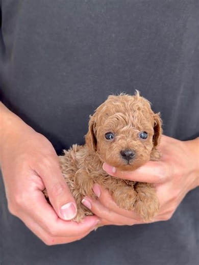 Free Puppies For Adoption on Reels