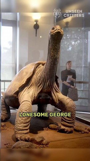 Mystery of Lonesome George: Loneliest Tortoise on Earth 🐢