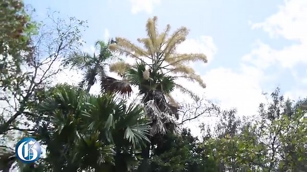 43K views · 466 reactions | Curious onlookers and plant enthusiasts on Friday morning gathered at Palm Drive in Hope Royal Botanic Gardens in St Andrew to gaze upon the Talipot palm, more commonly referred to as century palm, a self-destructing plant that flowers once in its lifetime. Read more: https://jamaica-gleaner.com/article/lead-stories/20240413/century-palms-bloom-hope-gardens #GLNRFeatures | Jamaica Gleaner | Facebook