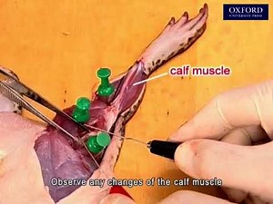 Practical 17.2 Electrical stimulation of a nerve in leg muscle of a pithed frog