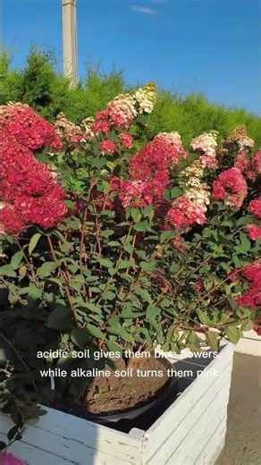 Fascinating facts about hydrangeas: color-changing blooms, rich history, and timeless garden charm