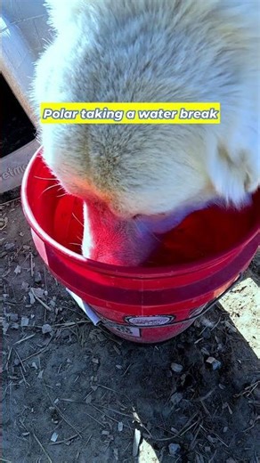Polar Taking a Water Break 💧🐕🌾