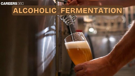 Alcoholic Fermentation: Definition, Equation, Process, Steps, Uses