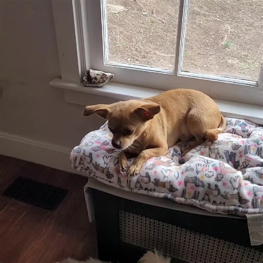 #dogsoftiktok #dog #Chihuahua #dogsoftiktok