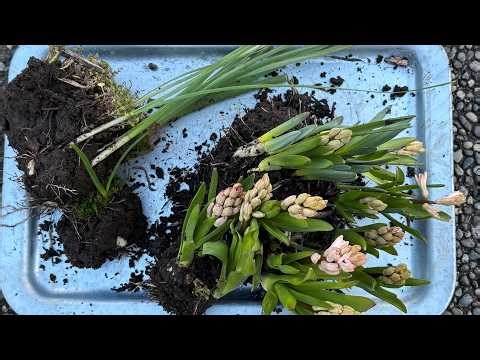 Spring Bulb Transplant (Iris, Hyacinth & Daffodil) - March 8, 2026
