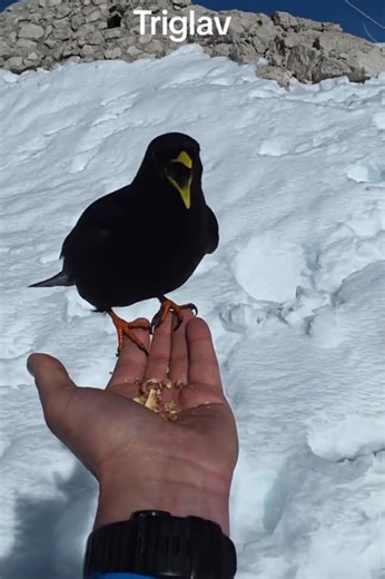 51K views · 1.1K reactions | Alen Farkas on Reels | Facebook