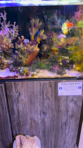 Tyrone that poop was everywhere I thought it was Squirt!! Goes to show how much he’s eating 🤣🤣 #aquarium #fishtank | Mother of Aquatics - Victor Aquatics