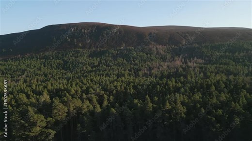 Cinematic aerial tracking shot moving across a dense evergreen forest towards a large mountain ridge under a clear blue sky. Ideal for nature documentaries and travel content.