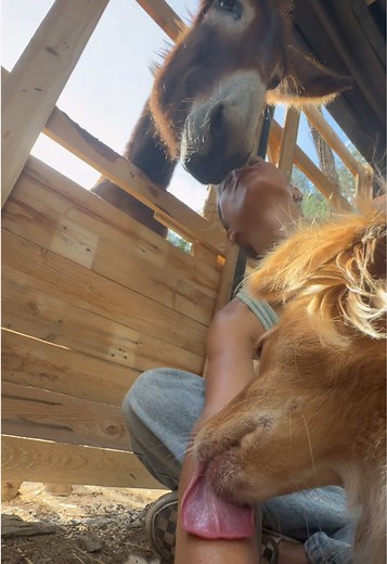 Donkey Interactions: Fun and Unique Animal Moments