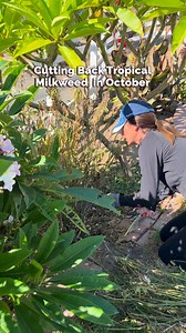 2.7K views | Did you know that cutting back your Asclepias (milkweed)...