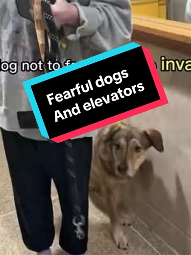 Fearful dogs often show aggressive behavior when they feel like their space is being invaded. Next time, make it easier on your dog by letting them invade the people, instead of people invading your dog. If you can, keep a barrier between your dog and the people to make it even easier. Even if your dog chooses you as the barrier. Disclaimer: Know your dog before trying this. For some dogs, the tight space alone is already too much pressure #dogtraining #nycdogtrainer #dogtrainingadvice #dogtrain
