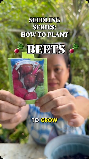 #seedlingseries How we grow our BEETS seedlings! Would you try this simple method? Remember to save this for later! #seedling #gardening #urbangardening #beets | Judy Bao Garden