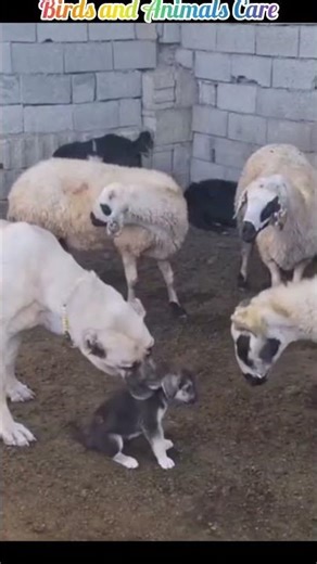 Dog attack|kangal dog attack|Angry dog attack|Funny dog attack|#dogtraining #fuunyshorts