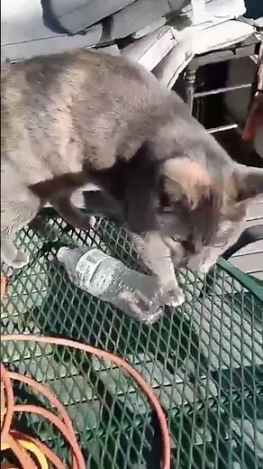 youre my friend now were having soft tacos later #original #softtaco #catmemes #cute #dilute #calico