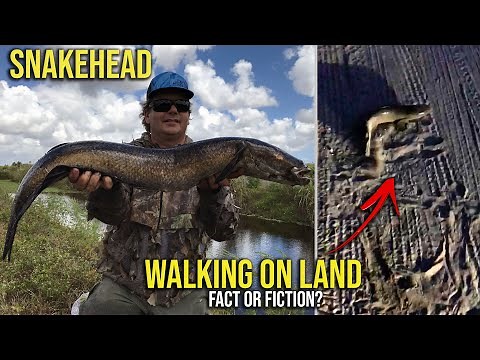 SNAKEHEAD WALK ON LAND