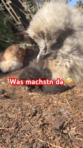 Ich prüfe was du hier machst 🤪😂 #hühner #chicken #shorts