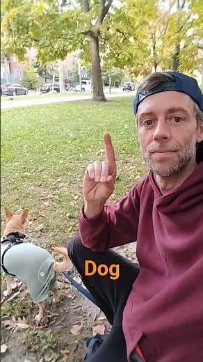 🐶 dog 🐶 how to sign the word 🐶 dog 🐶 in ASL American sign language 🐶 dog 🐶
