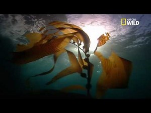 Le surprenant hippocampe