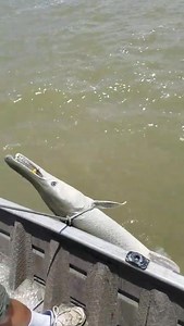 128K views · 298 reactions | 120 lb alligator gar on a 1.55 oz lemon yellow super traps Rat-l-trap Bill Lewis https://www.facebook.com/MustadFishing/videos/1649161625131282/ | Thefishing us | Facebook
