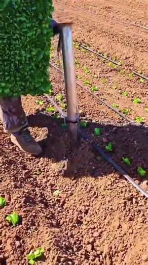 Farmer Employs Professional Manual Seeder Tool To Plant Seedlings