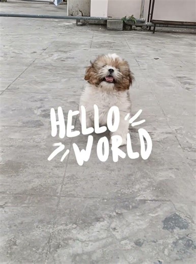 Hallo 👋 Ria 🐕🐕🐕🐕🐕 #love #pottidayikadammosong #arrahman 🐰🐇🐰🐇🐰🐇🐰🐇