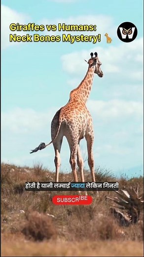 The SHOCKING Truth About Giraffe Neck vs Humans!