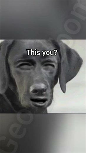 Blink faster #dog #funny #fyp #meme #georgieebom