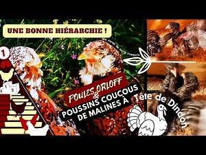 Les Poussins Coucous de Malines à Tête de Dindon Font Leur Hiérarchie, L'Exemple des Poules Orloff