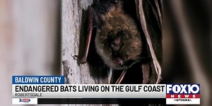 Bats in Baldwin: Endangered bat species discovered on the Gulf Coast