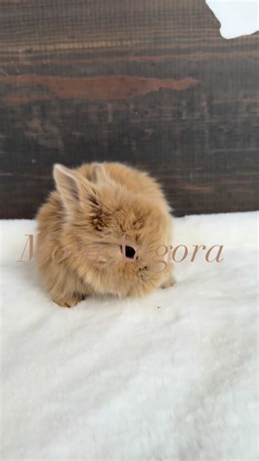 Biscotti loves to explore but she is also very sweet! 🥰🤎🧡#bunny #sweet #cute #angora #bunnies🐰