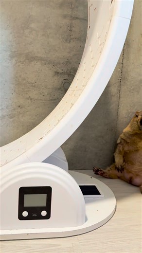 Dr. Marmot - ドクターマーモット | 🍟💤🐿️🎉🎊 今日のまもち！ どうやら、今日のまもちは、プクとのすみっコの取合いに負けたようです。 でも、プクにもたれ掛かって座ってます。 どうやら、すみっコを取り返したつもりなようです。... | Instagram