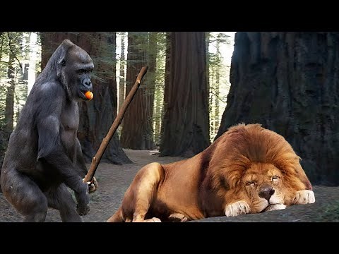 The Funniest Animal confrontations Ever Caught on Camera