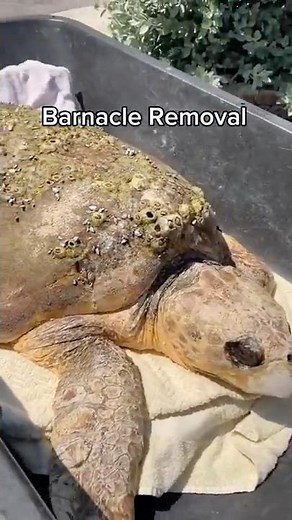 Why Do Turtles Have Barnacles On Them?